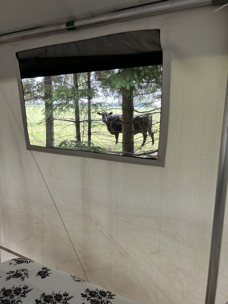 Cows watching the tents.