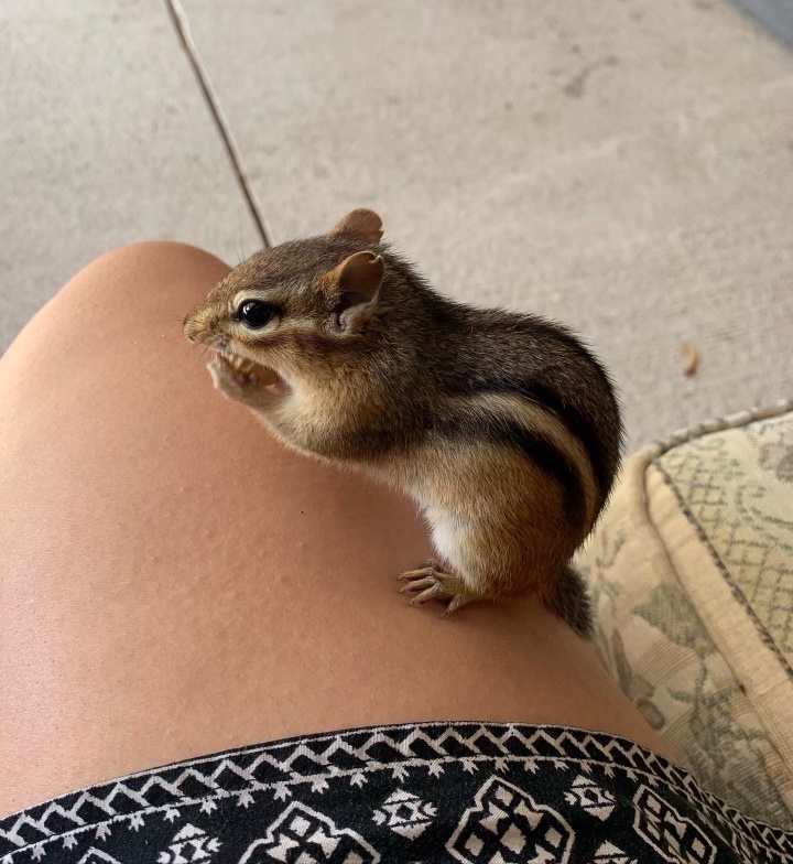 Chipmunk enjoying a peanut on a guest's lap inside the Irvineside Farm barn.