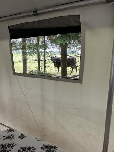 The cows are looking in as we look out from The Metcalfe tent at Irvineside Farm.