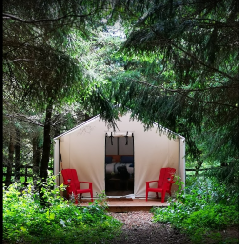 The Elora tent, in amongst the forest at Irvineside Farm.